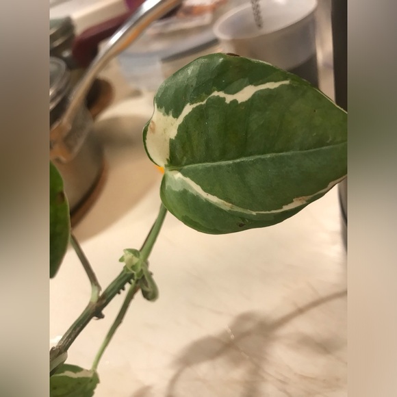 Manjula plant - Picture 2 of 14